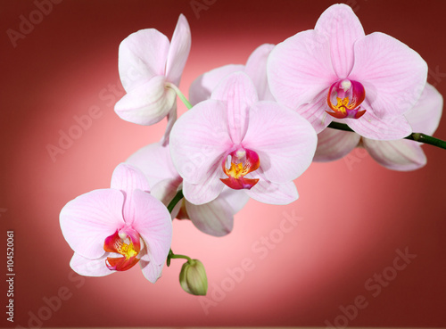 Fototapeta na wymiar Orchid on red