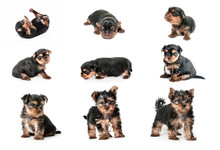Stages Of Growth Puppy Yorkshire Terrier