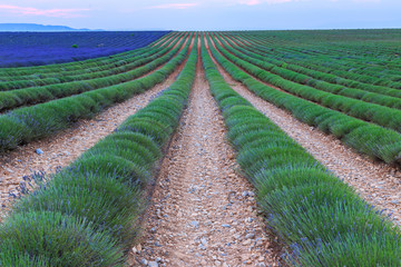 Wall Mural - Lavender field harvest near Valensole