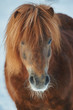 Portrait of a red chestnut shetland pony