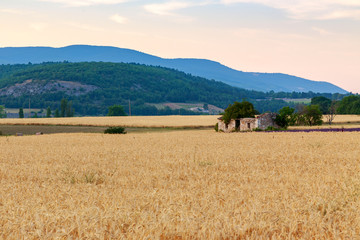 Poster - Golden wheat field and sunset day