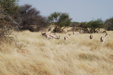 Group Of Springbok In Dry Yellow Grass