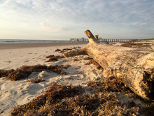 Driftwood And Seaweed During Sunrise On Amelia Island, Florida