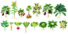 Many Kind Of Vegetables With Leaves And Roots