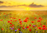 Fototapeta Kwiaty - Maki polne-zachód słońca