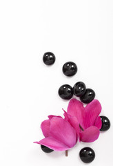 Poster - Black spa stones and oriental flower isolated