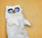 Fototapeta Zwierzęta - Dog wearing sunglasses relaxing on the sea sand.