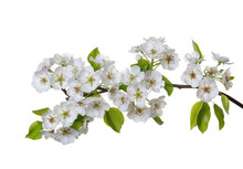  Blossoms Isolated On White