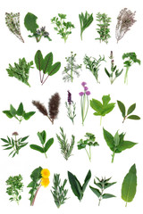 Sticker - Fresh Herb Selection