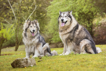  Couple of Alaskan Malamutes in a park