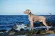 weimaraner dog posing at the beach
