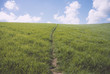 Central path made through grass hillside