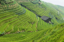 Views Of Green Longji Terraced Fields