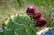 © Bryan Neuswanger - Maroon prickly pears, sometimes sold as 'tuna', growing from a prickly pear cactus in Arizona.