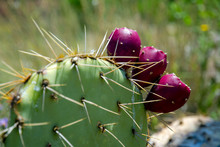 Maroon Prickly Pears, Sometimes Sold As "tuna", Growing From A Prickly Pear Cactus In Arizona.