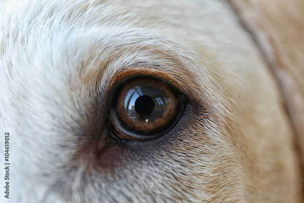 Labrador dog's eye, macro view