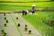 Rice transplanting in Vietnam