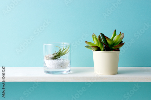 青い背景と棚とエアープランツと多肉植物 Buy This Stock Photo And Explore Similar Images At Adobe Stock Adobe Stock 青い背景と棚とエアープランツと多肉植物 Buy This Stock Photo And Explore Similar Images At Adobe Stock Adobe Stock