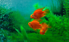 Red Blood Parrot Cichlid In Aquarium Plant Green Background. Funny Orange Colourful Fish - Hobby Concept