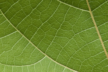 Wall Mural - green leaf texture for pattern