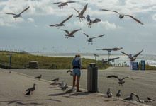 Nuisance Herring Gulls At The Beach