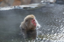 Monkey Enjoy Hot Spring