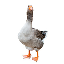 A Grey Goose, Isolated On White Background