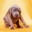 Weimaraner dog puppy isolated on orange background