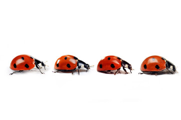 ladybug