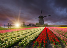 Windmill With Tulip Field In Holland