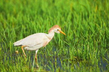 Poster - Cattle Egret in paddy field