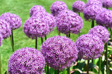 Purple Allium Lucy Ball Flower Blooming In Spring