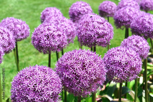 Purple Allium Lucy Ball Flower Blooming In Spring This Stock Purple Allium Lucy Ball Flower Blooming In Spring