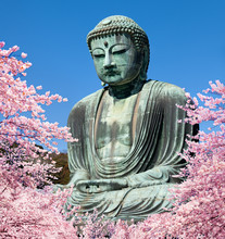 Daibutsu In Kamakura Zur Kirschblüte