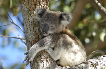 koala at port stephens area, nsw, australia.