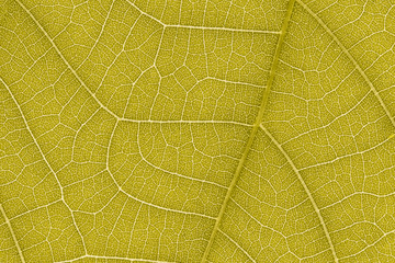 Wall Mural - design on leaf texture for pattern and background