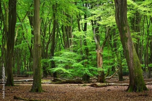 Tapeta ścienna na wymiar Spring forest in the Netherlands