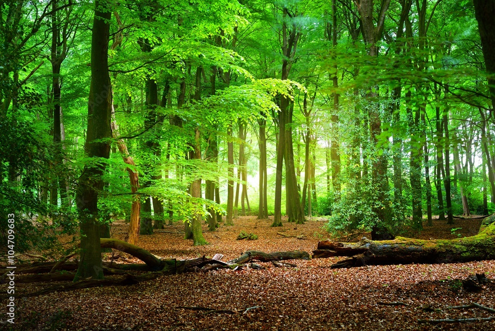 Walkway In A Green Spring Forest Foto Poster Wandbilder Bei Europosters Walkway In A Green Spring Forest Foto Poster Wandbilder Bei Europosters
