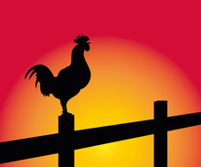 Crowing Rooster On The Background Of Sunrise