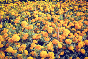 flowers with filter effect retro vintage style