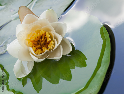 Naklejka na kafelki Beautiful water lily in a basin