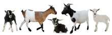 Group Of Goats And Kids