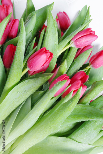 Nowoczesny obraz na płótnie Tulips