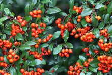 Red Pyracantha Berries With Wet Leaves
