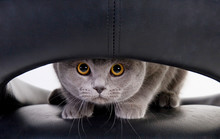 Funny Cat Looking Through A Hole