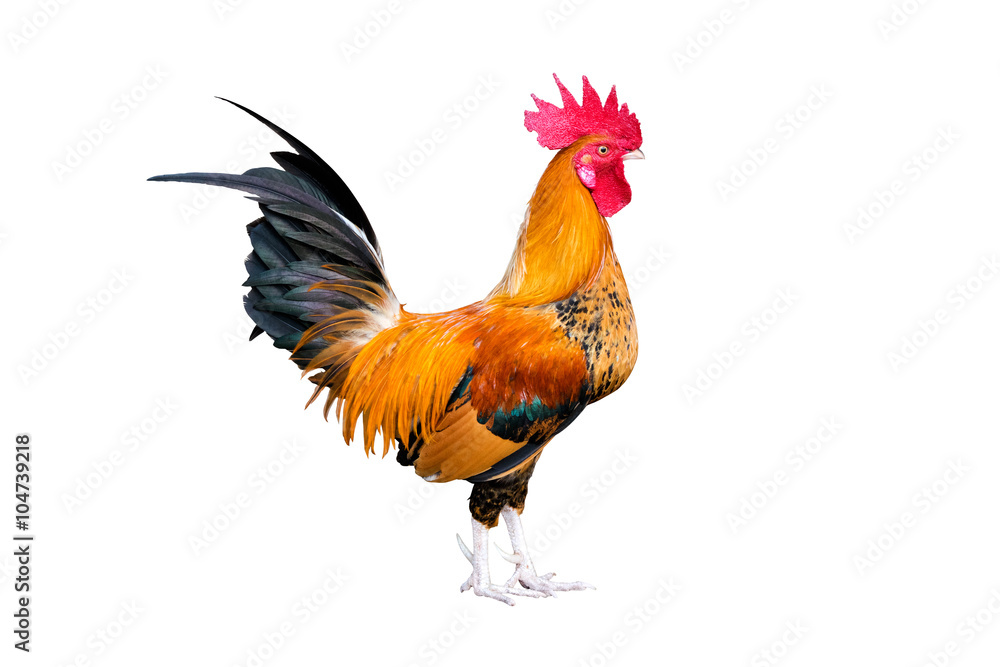 chicken bantam ,Rooster crowing isolated on white (Die cutting) - obrazy, fototapety, plakaty 