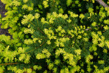 Taxus Baccata Summergold - Yew