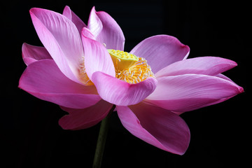 lotus flower isolated on black background