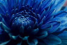 Close Up Blue Flower Petals