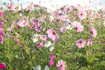 Wall Mural - Beautiful cosmos flower with rain